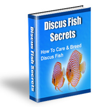Discus Secrets book Discus Secrets book
